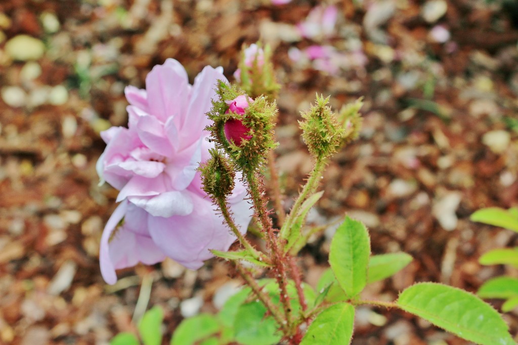 Foto: Concurso de rosas 2017 - Barcelona (Cataluña), España