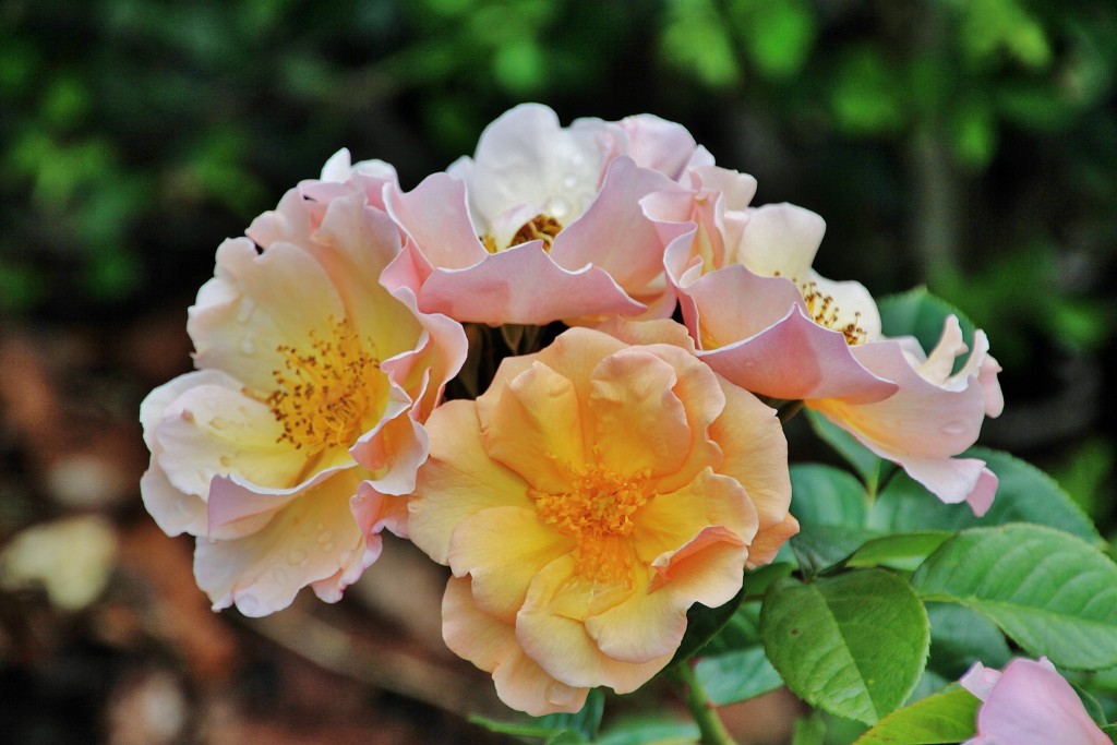 Foto: Concurso de rosas 2017 - Barcelona (Cataluña), España