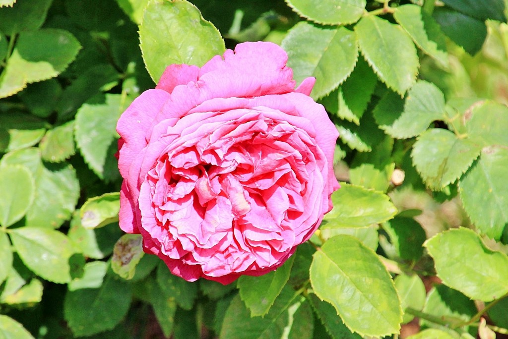 Foto: Concurso de rosas 2017 - Barcelona (Cataluña), España