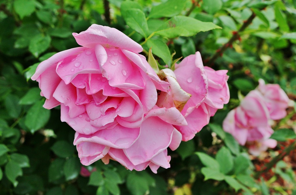 Foto: Concurso de rosas 2017 - Barcelona (Cataluña), España