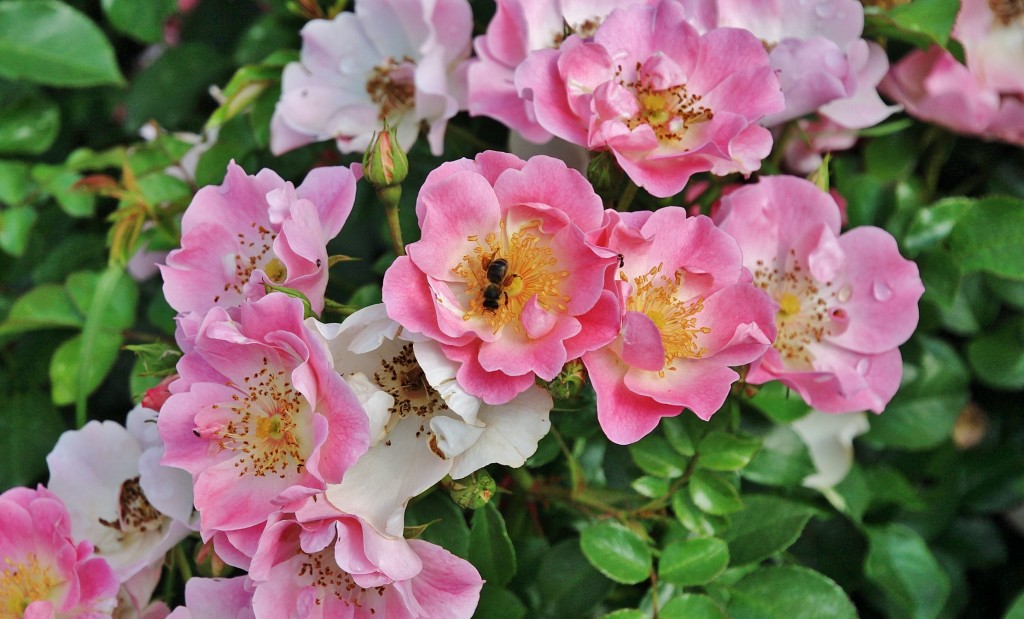 Foto: Concurso de rosas 2017 - Barcelona (Cataluña), España