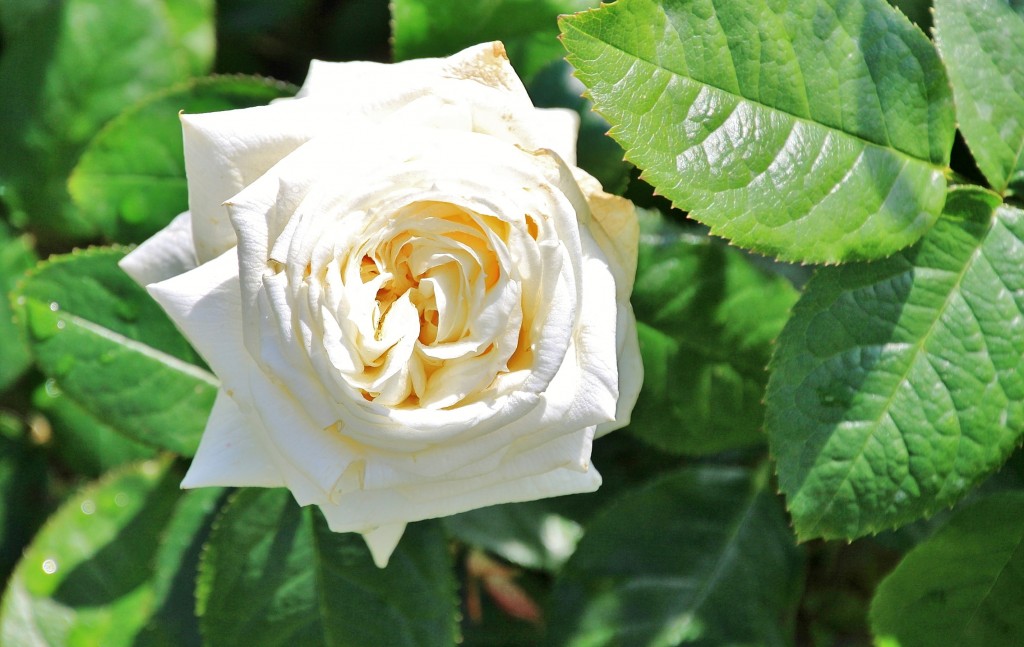 Foto: Concurso de rosas 2017 - Barcelona (Cataluña), España