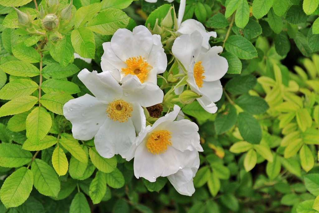 Foto: Concurso de rosas 2017 - Barcelona (Cataluña), España