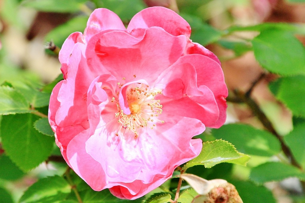 Foto: Concurso de rosas 2017 - Barcelona (Cataluña), España