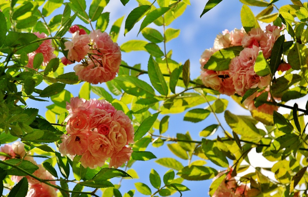 Foto: Concurso de rosas 2017 - Barcelona (Cataluña), España
