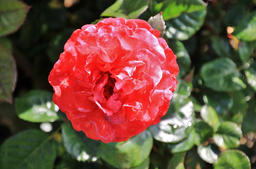 Foto: Concurso de rosas 2017 - Barcelona (Cataluña), España