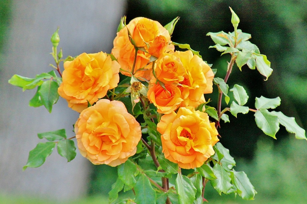 Foto: Concurso de rosas 2017 - Barcelona (Cataluña), España