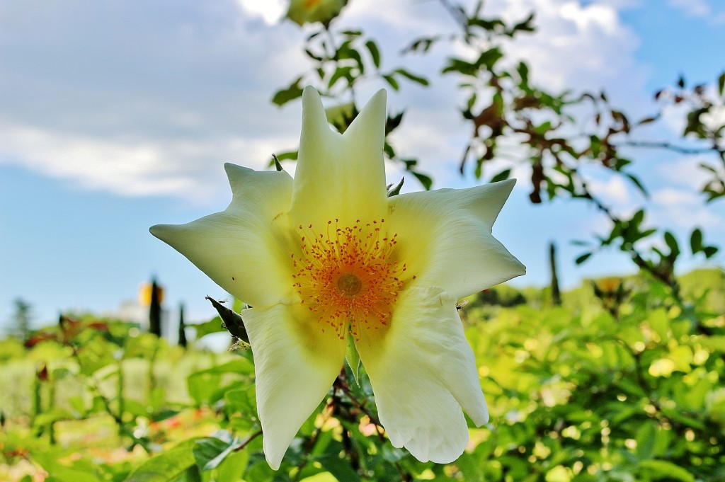 Foto: Concurso de rosas 2017 - Barcelona (Cataluña), España