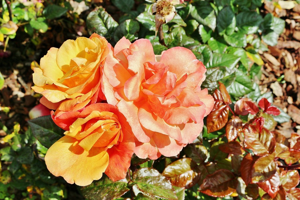 Foto: Concurso de rosas 2017 - Barcelona (Cataluña), España