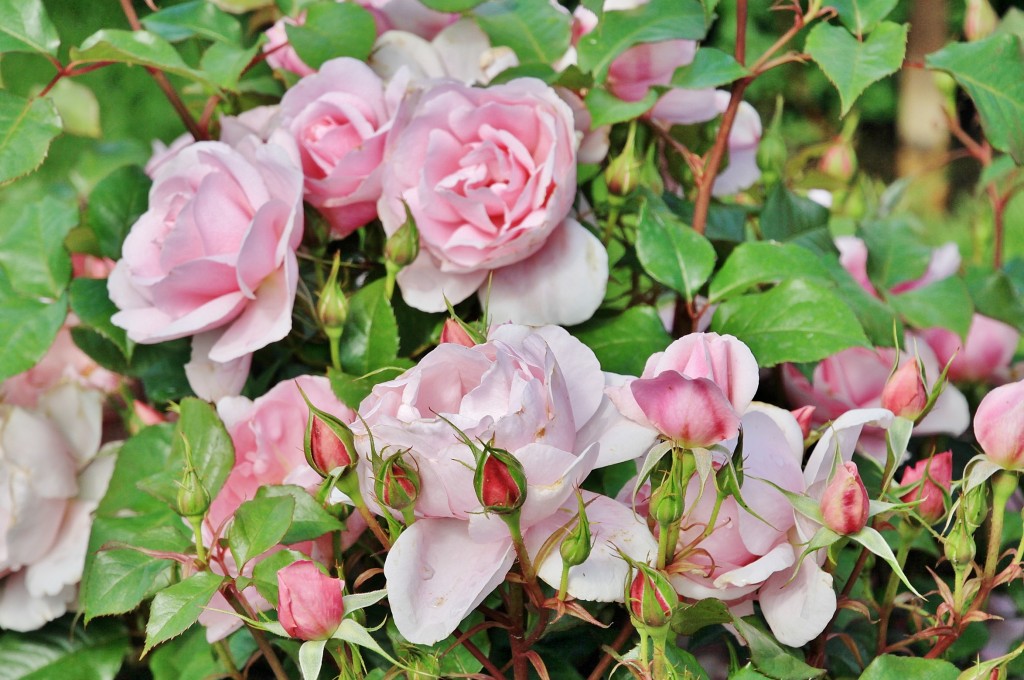 Foto: Concurso de rosas 2017 - Barcelona (Cataluña), España