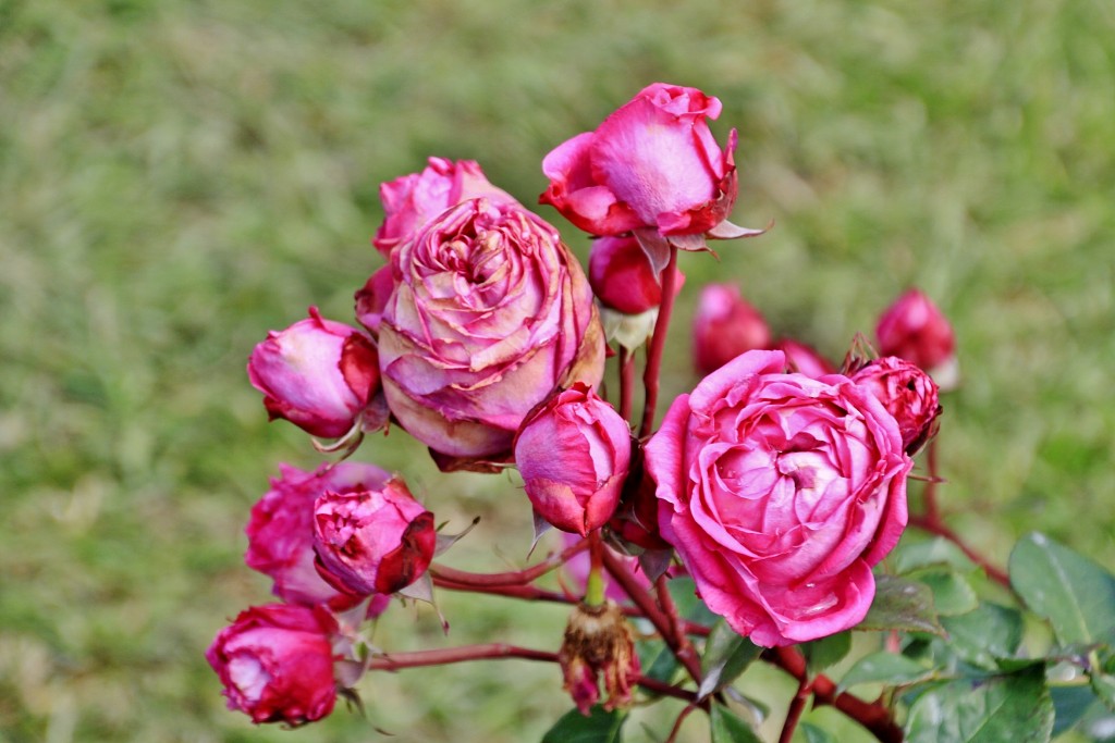 Foto: Concurso de rosas 2017 - Barcelona (Cataluña), España