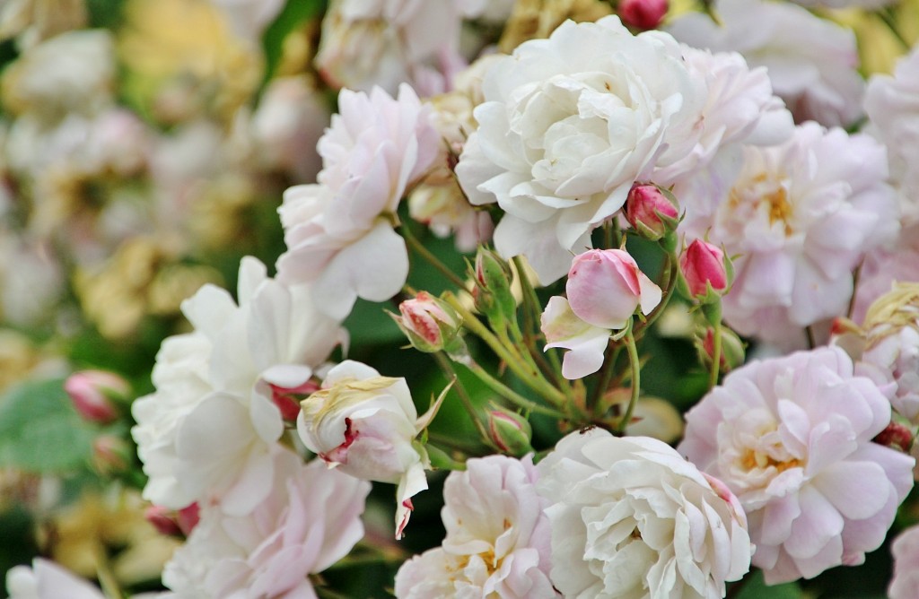 Foto: Concurso de rosas 2017 - Barcelona (Cataluña), España