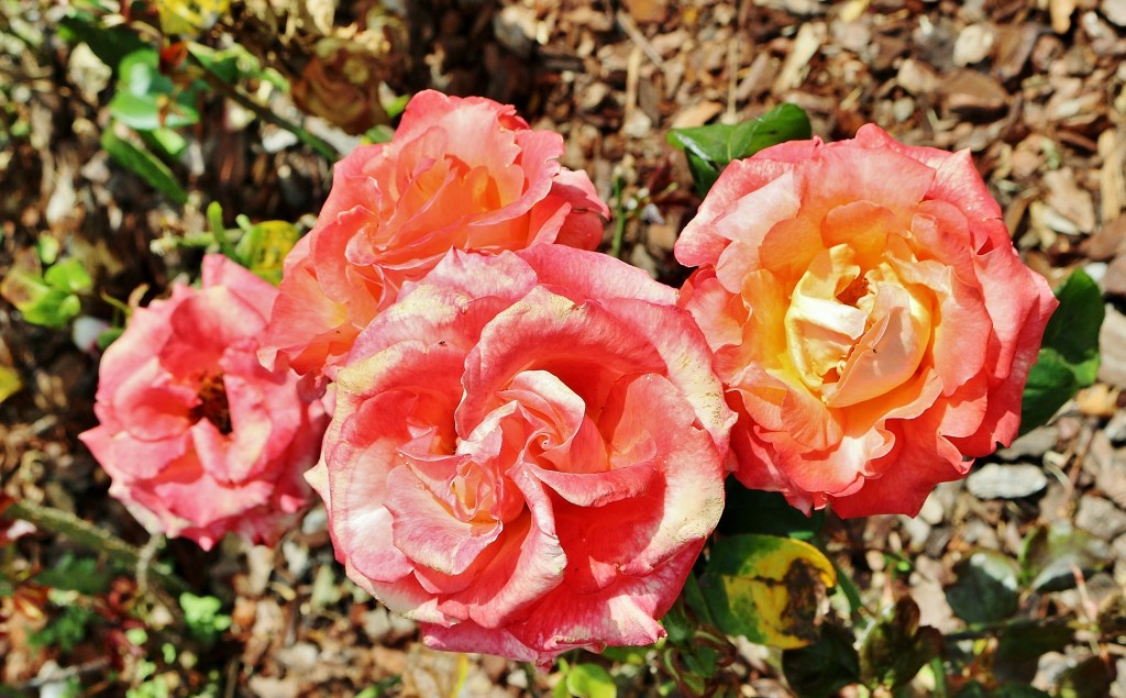 Foto: Concurso de rosas 2017 - Barcelona (Cataluña), España