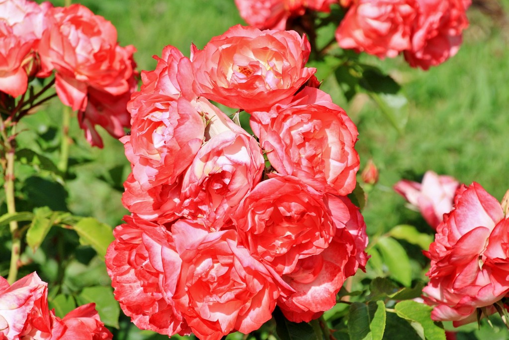 Foto: Concurso de rosas 2017 - Barcelona (Cataluña), España