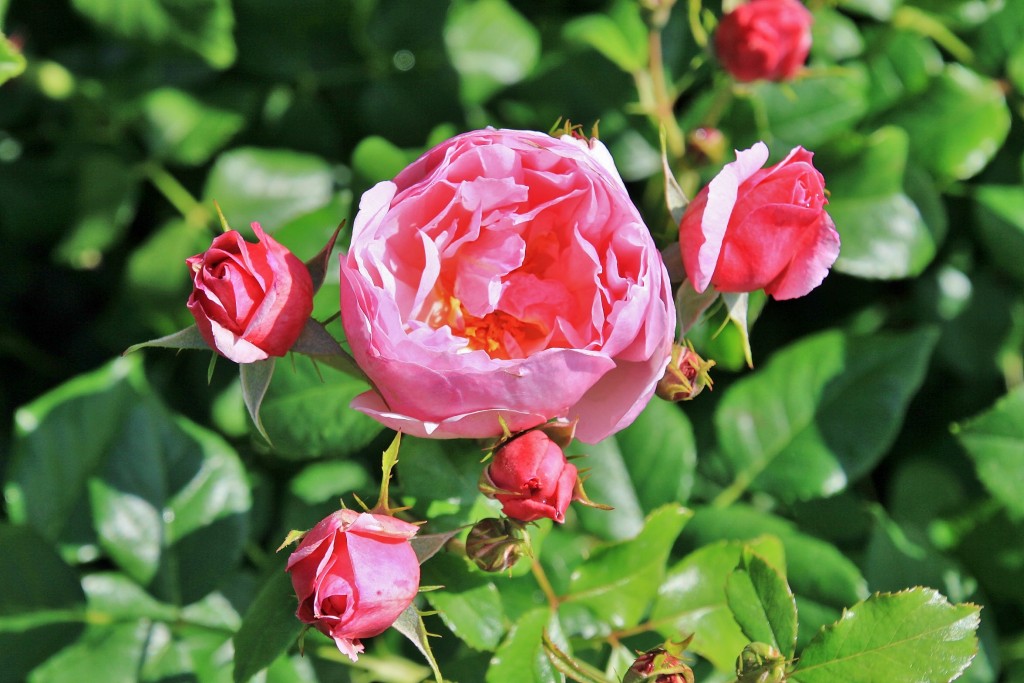 Foto: Concurso de rosas 2017 - Barcelona (Cataluña), España