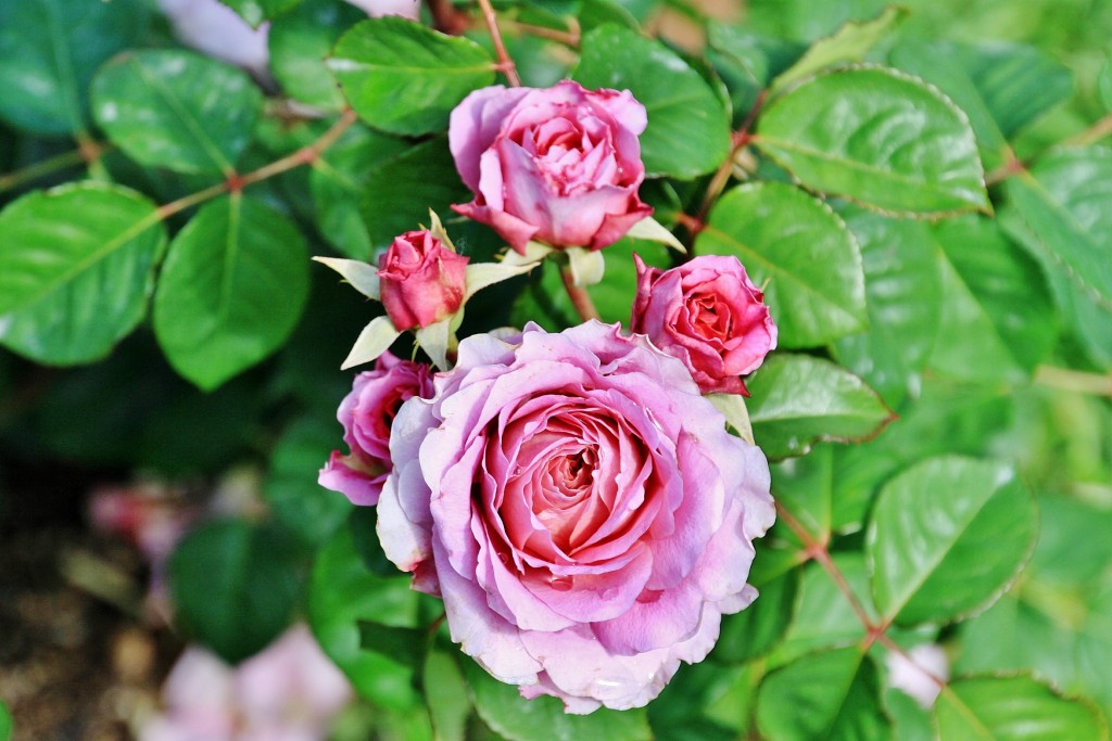 Foto: Concurso de rosas 2017 - Barcelona (Cataluña), España