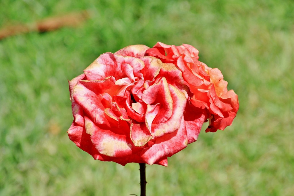 Foto: Concurso de rosas 2017 - Barcelona (Cataluña), España