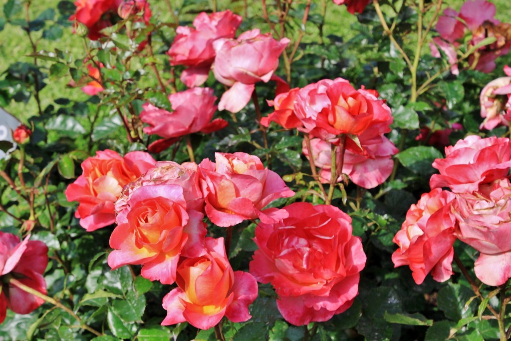 Foto: Concurso de rosas 2017 - Barcelona (Cataluña), España