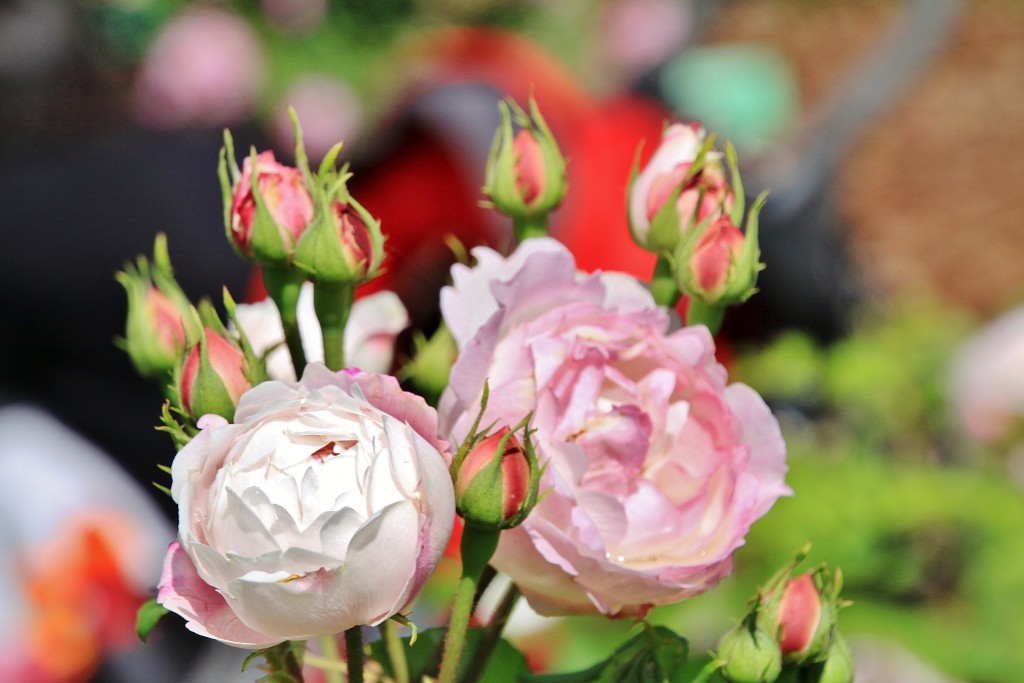 Foto: Concurso de rosas 2017 - Barcelona (Cataluña), España