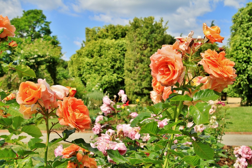 Foto: Concurso de rosas 2017 - Barcelona (Cataluña), España