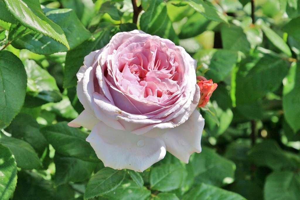 Foto: Concurso de rosas 2017 - Barcelona (Cataluña), España