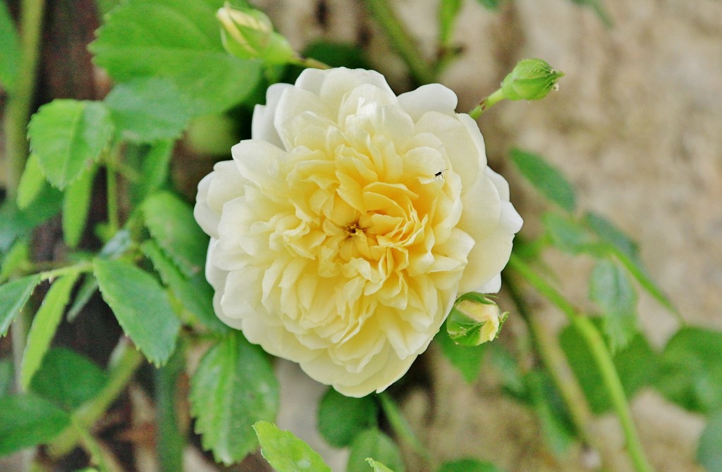 Foto: Concurso de rosas 2017 - Barcelona (Cataluña), España