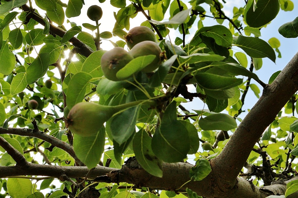 Foto: Concurso de rosas 2017 - Barcelona (Cataluña), España