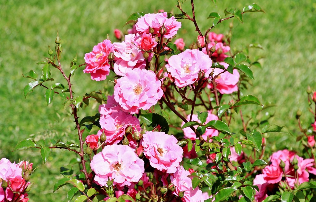 Foto: Concurso de rosas 2017 - Barcelona (Cataluña), España