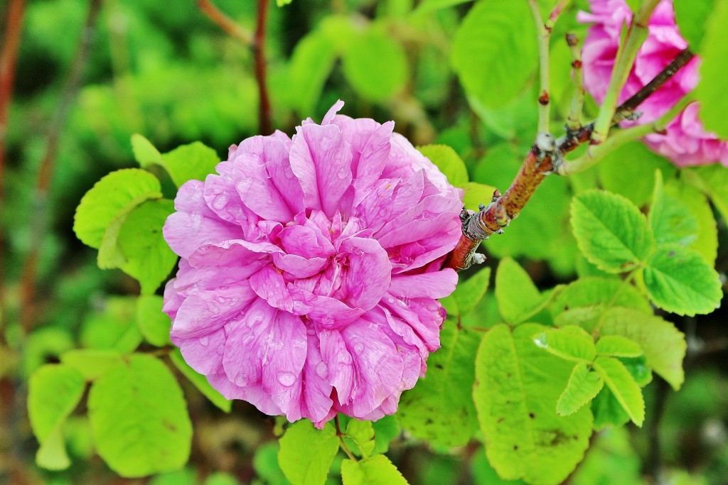 Foto: Concurso de rosas 2017 - Barcelona (Cataluña), España