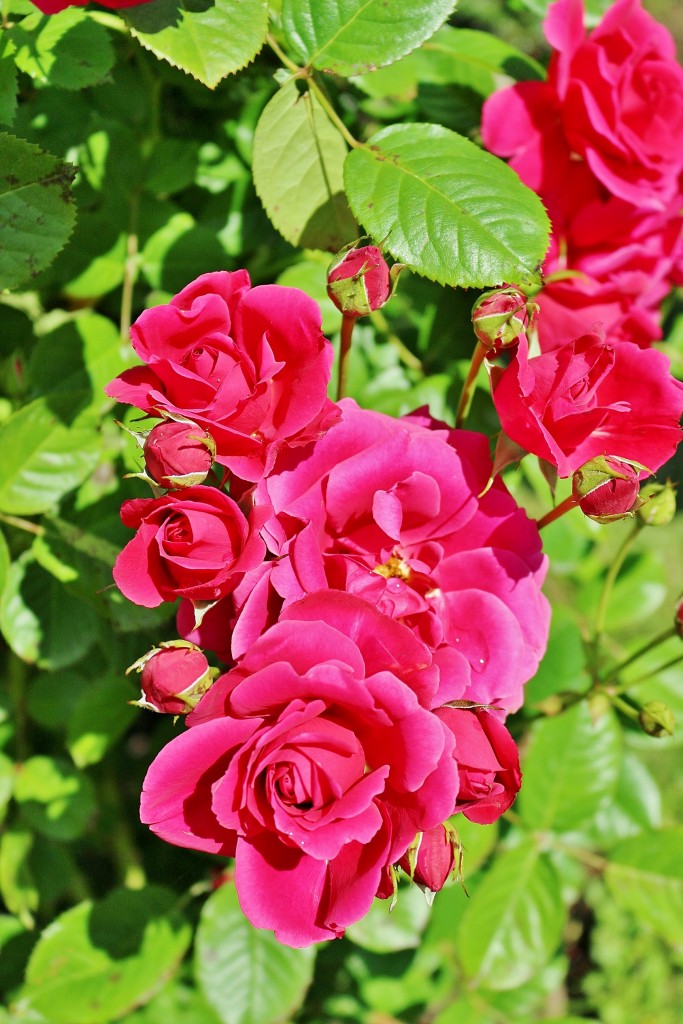 Foto: Concurso de rosas 2017 - Barcelona (Cataluña), España