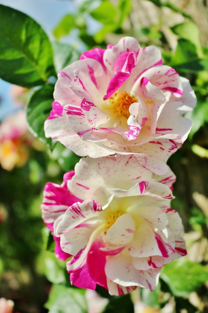 Foto: Concurso de rosas 2017 - Barcelona (Cataluña), España