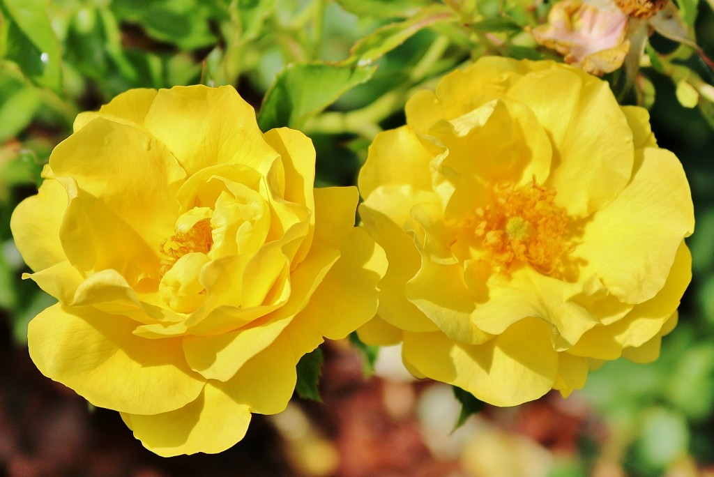 Foto: Concurso de rosas 2017 - Barcelona (Cataluña), España