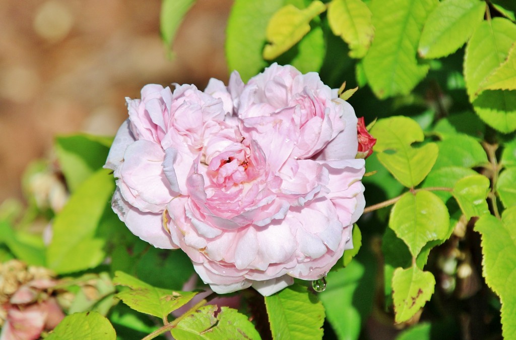 Foto: Concurso de rosas 2017 - Barcelona (Cataluña), España