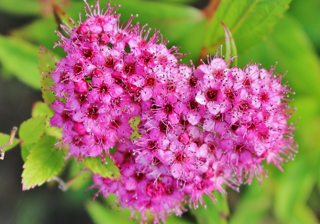 Foto: Concurso de rosas 2017 - Barcelona (Cataluña), España