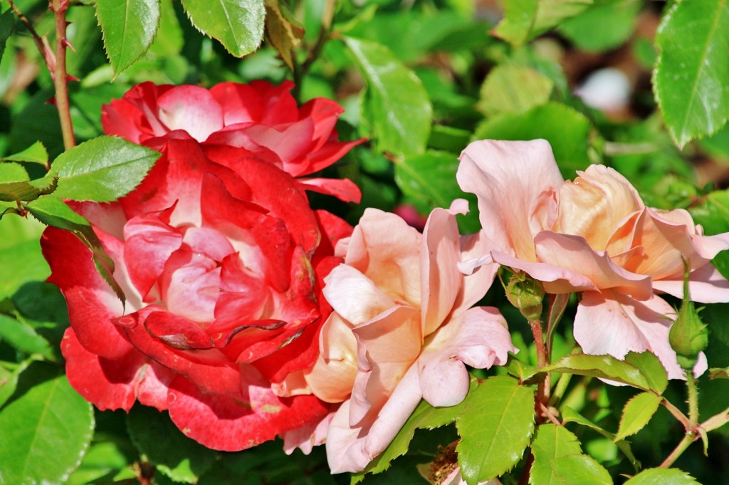 Foto: Concurso de rosas 2017 - Barcelona (Cataluña), España