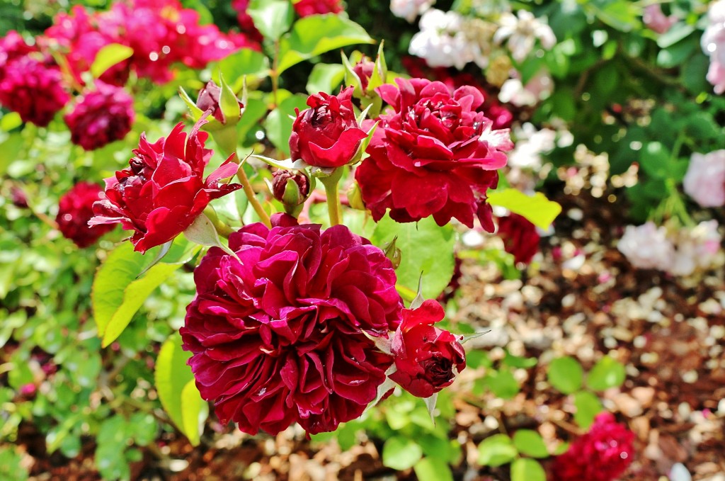 Foto: Concurso de rosas 2017 - Barcelona (Cataluña), España