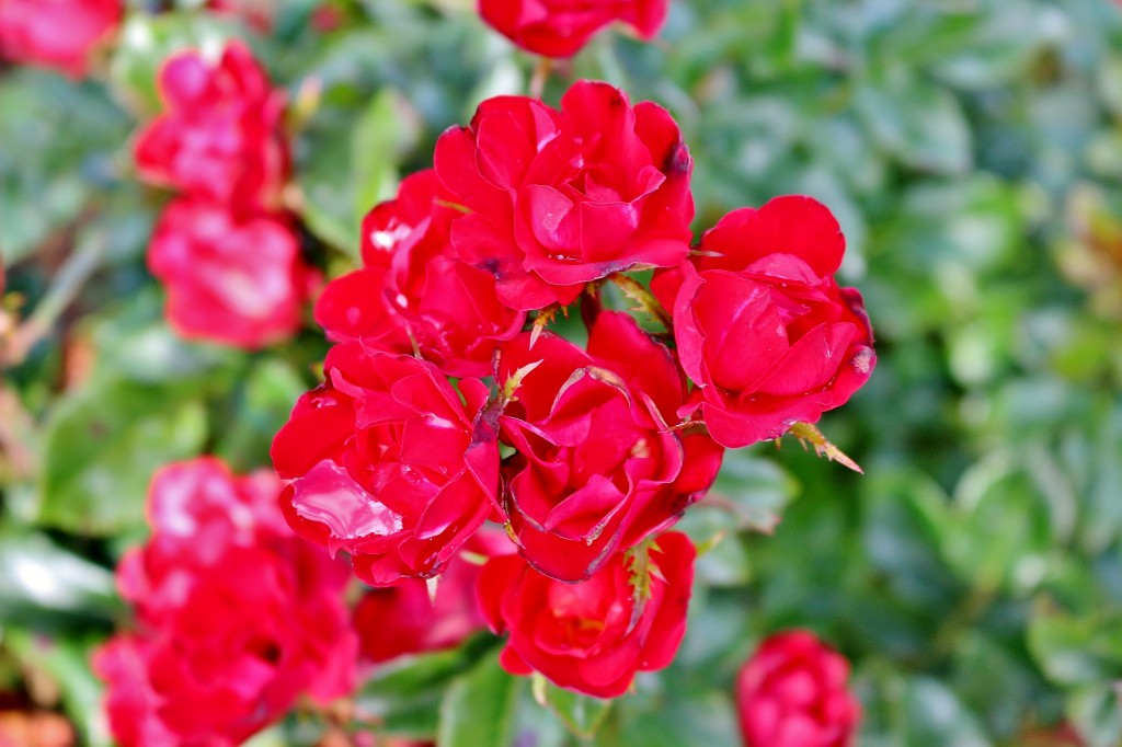 Foto: Concurso de rosas 2017 - Barcelona (Cataluña), España