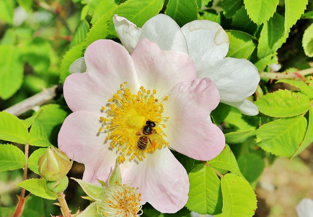 Foto: Concurso de rosas 2017 - Barcelona (Cataluña), España