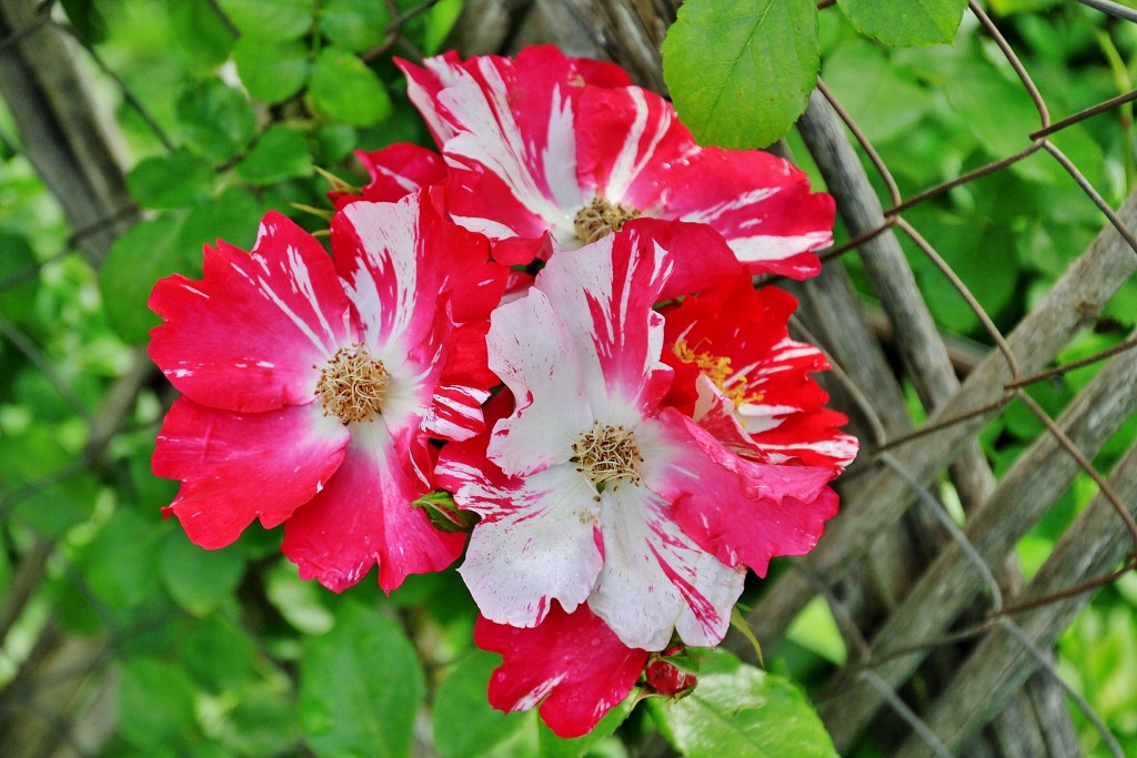 Foto: Concurso de rosas 2017 - Barcelona (Cataluña), España