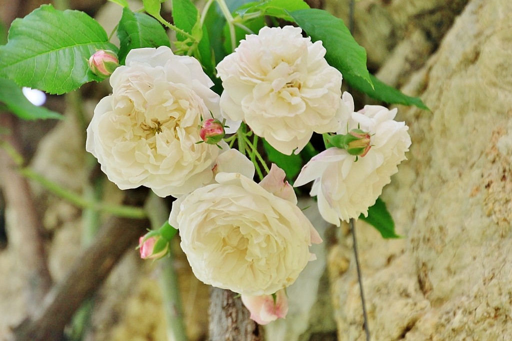 Foto: Concurso de rosas 2017 - Barcelona (Cataluña), España