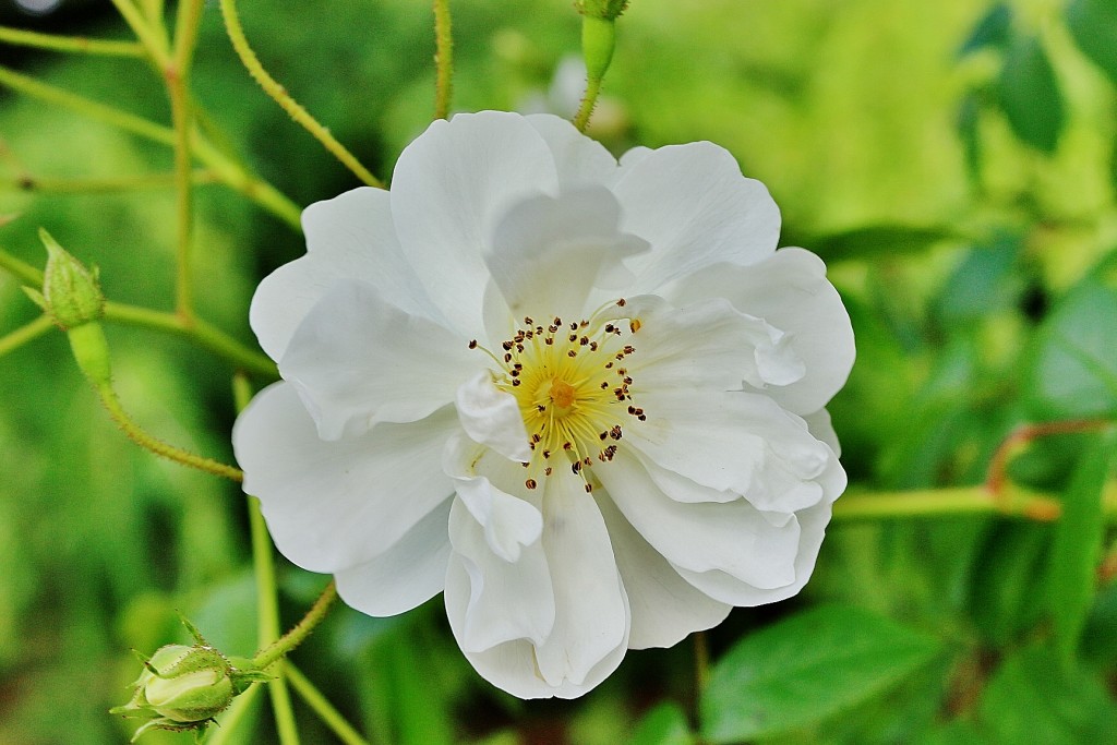Foto: Concurso de rosas 2017 - Barcelona (Cataluña), España
