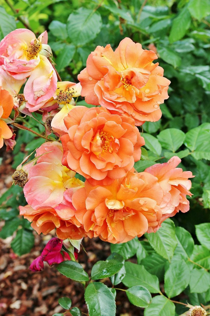 Foto: Concurso de rosas 2017 - Barcelona (Cataluña), España