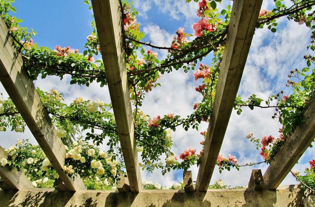 Foto: Concurso de rosas 2017 - Barcelona (Cataluña), España