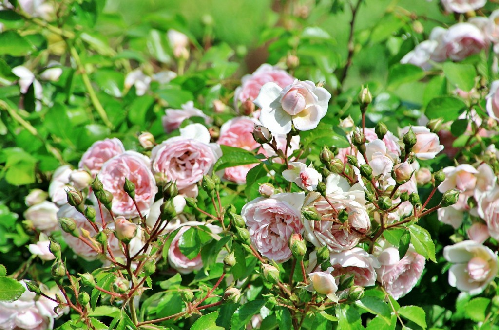Foto: Concurso de rosas 2017 - Barcelona (Cataluña), España