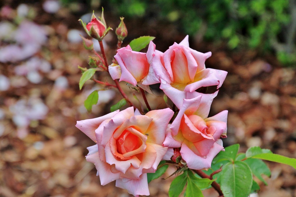 Foto: Concurso de rosas 2017 - Barcelona (Cataluña), España