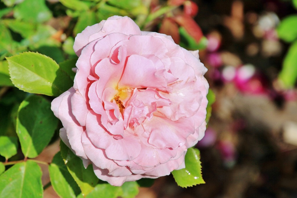 Foto: Concurso de rosas 2017 - Barcelona (Cataluña), España