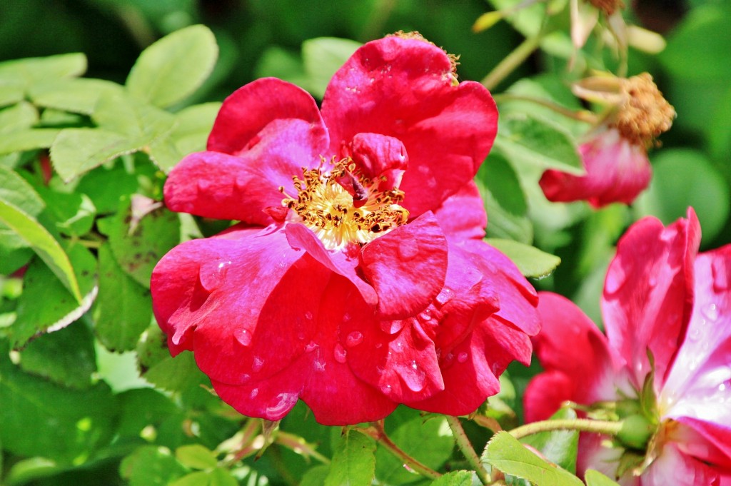 Foto: Concurso de rosas 2017 - Barcelona (Cataluña), España