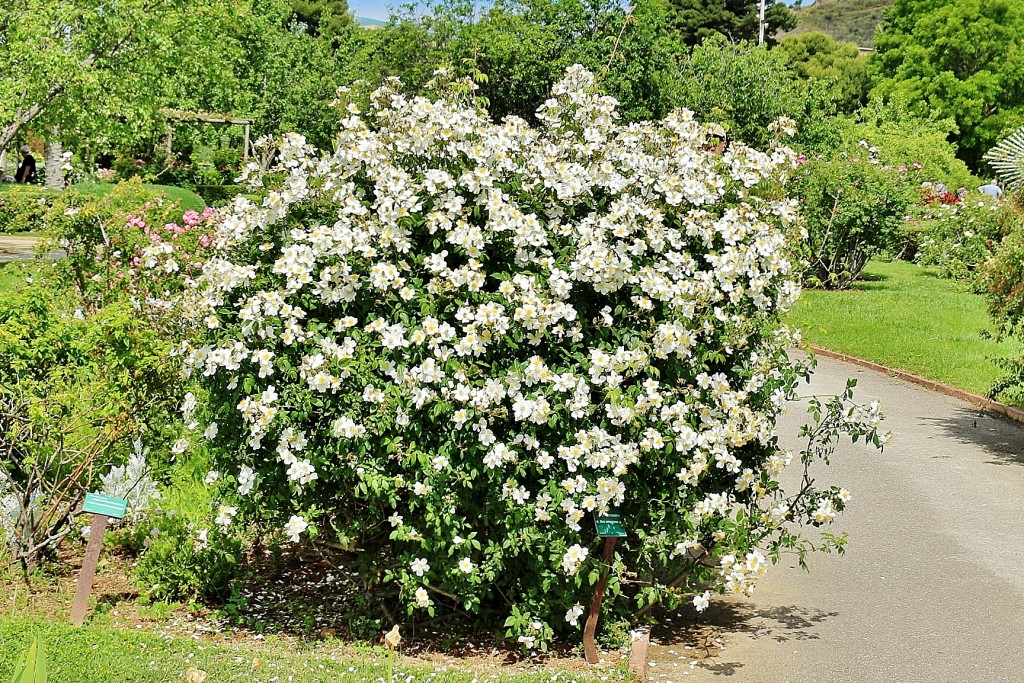 Foto: Concurso de rosas 2017 - Barcelona (Cataluña), España