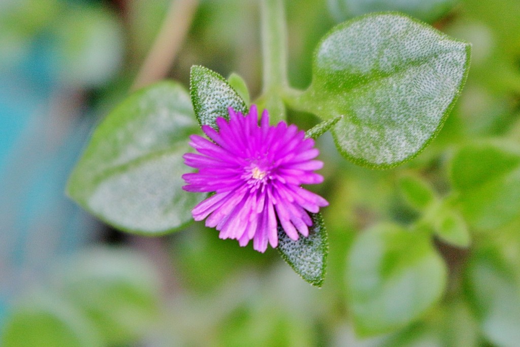 Foto: Concurso de rosas 2017 - Barcelona (Cataluña), España