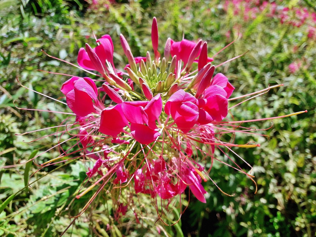 Foto: Jardín botánico - Blanes (Girona), España